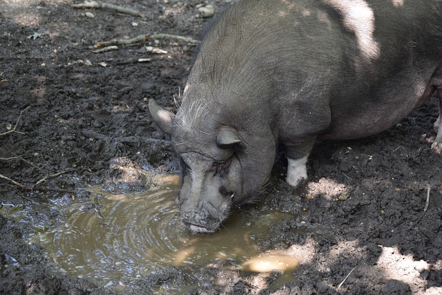 网前扑杀与 网前扑杀与